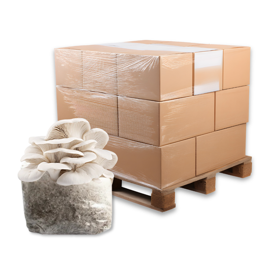 Bulk Elm Oyster Mushroom Fruiting Block