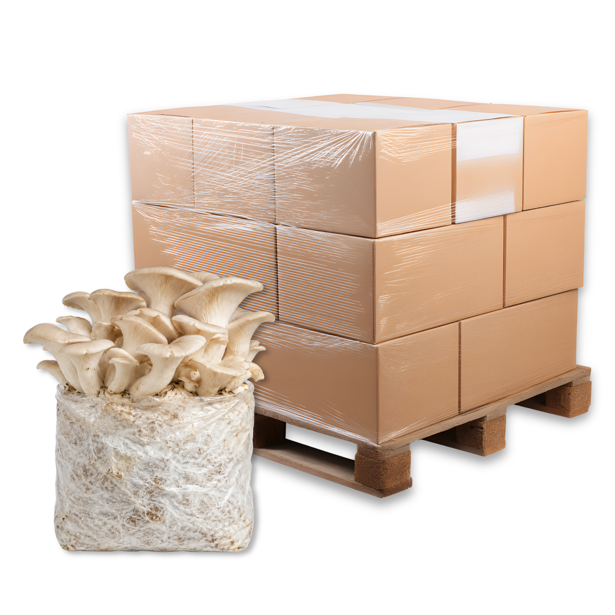 Bulk Elm Oyster Mushroom Fruiting Block