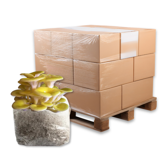 Bulk Golden Oyster Mushroom Fruiting Block
