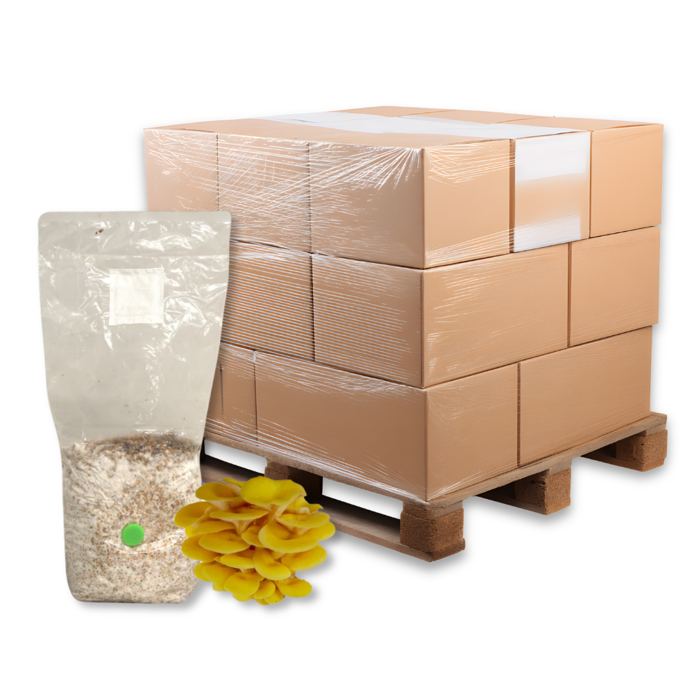 Bulk Golden Oyster Mushroom Grain Spawn Bag