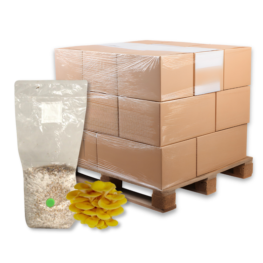 Bulk Golden Oyster Mushroom Grain Spawn Bag