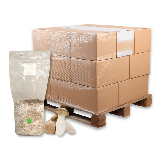 Bulk King Oyster Mushroom Grain Spawn Bag