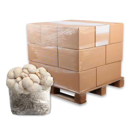 Bulk Lion's Mane Mushroom Fruiting Block
