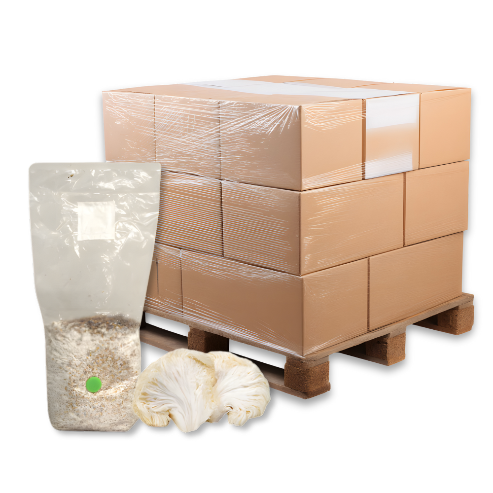 Bulk Lion's Mane Mushroom Grain Spawn Bag