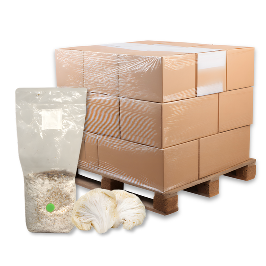 Bulk Lion's Mane Mushroom Grain Spawn Bag