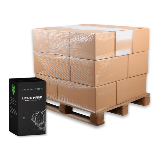 Bulk Lion's Mane Mushroom Grow Kit