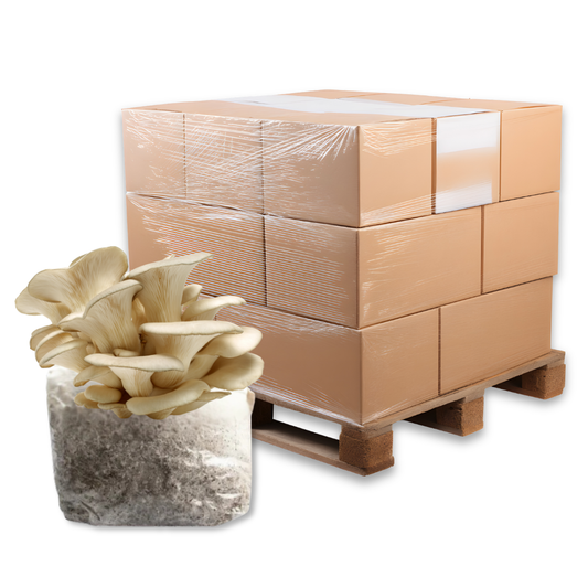 Bulk Pearl Oyster Mushroom Fruiting Block