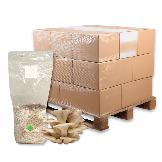 Bulk Pearl Oyster Mushroom Grain Spawn Bag
