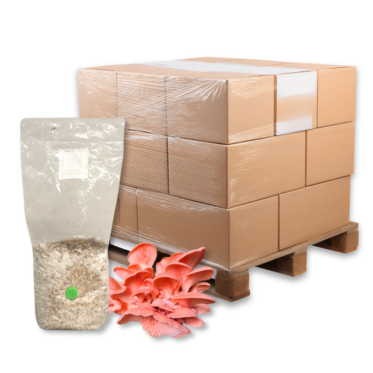 Bulk Pink Oyster Mushroom Grain Spawn Bag