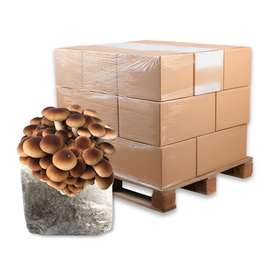 Bulk Pioppino Mushroom Fruiting Block