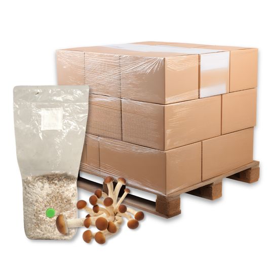 Bulk Pioppino Mushroom Grain Spawn Bag