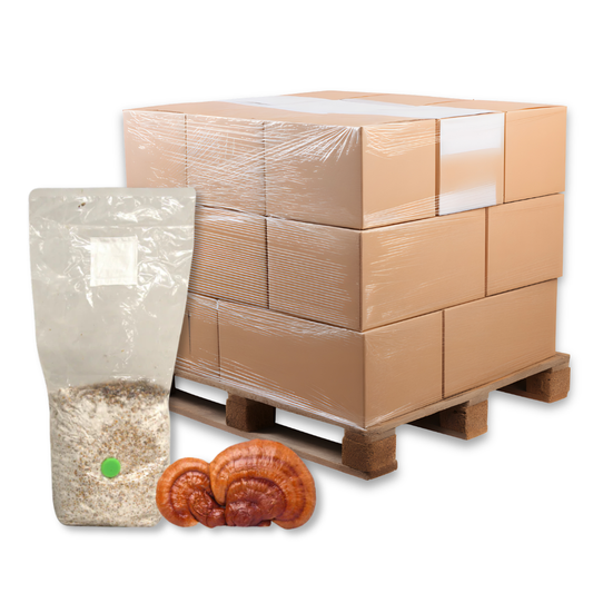 Bulk Reishi Mushroom Grain Spawn Bag