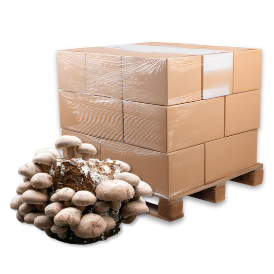 Bulk Shiitake Mushroom Fruiting Block