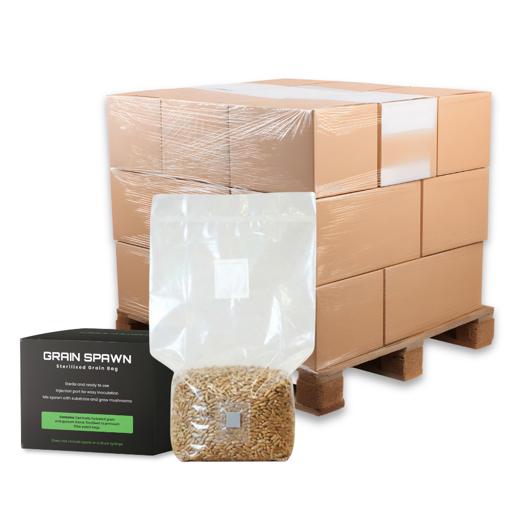 Bulk Sterilised Rye Mushroom Grain Spawn Bag
