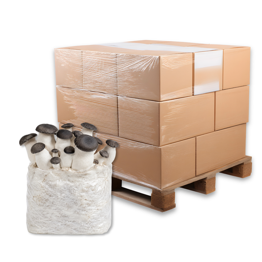 Bulk Black Pearl King Oyster Mushroom Fruiting Block