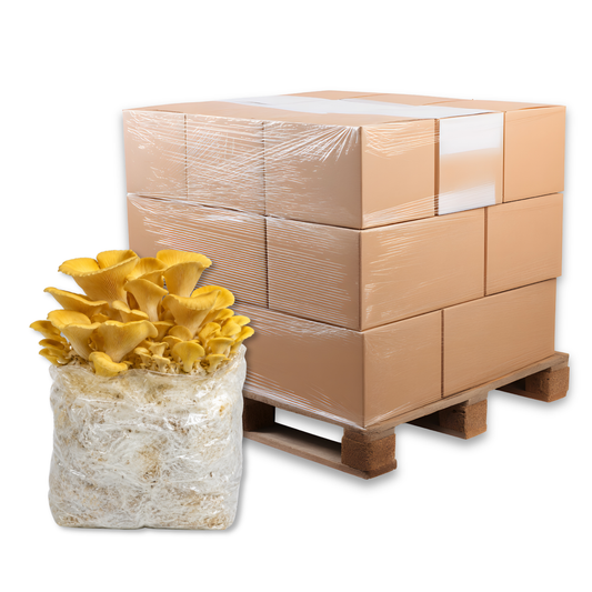 Bulk Golden Oyster Mushroom Fruiting Block