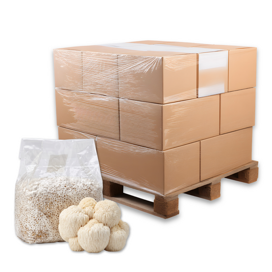 Bulk Lion's Mane Mushroom Grain Spawn Bag