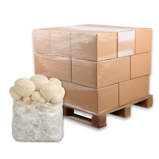 Bulk Lion's Mane Mushroom Fruiting Block
