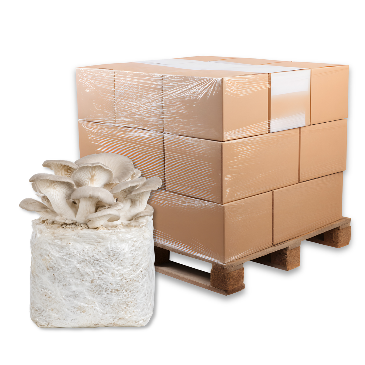 Bulk Pearl Oyster Mushroom Fruiting Block