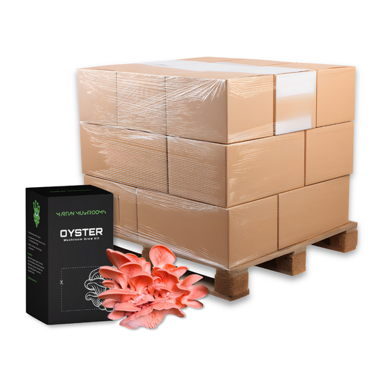 Bulk Pink Oyster Mushroom Grow Kit