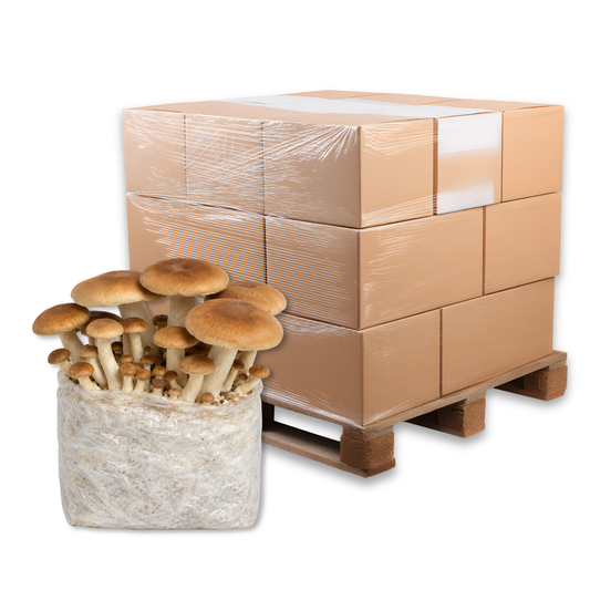 Bulk Pioppino Mushroom Fruiting Block
