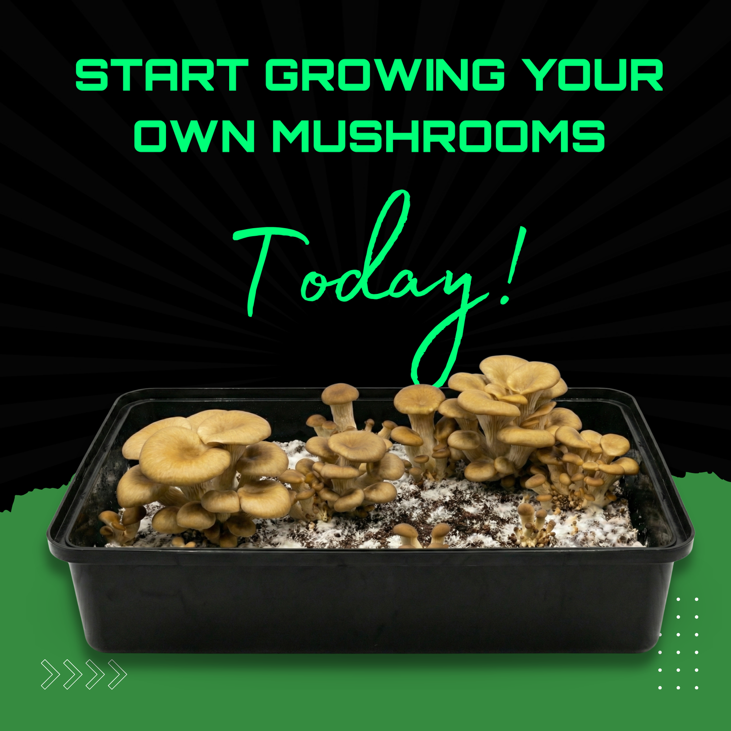 Sterilised CVG Mushroom Substrate Bag