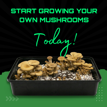 Sterilised CVG Mushroom Substrate Bag