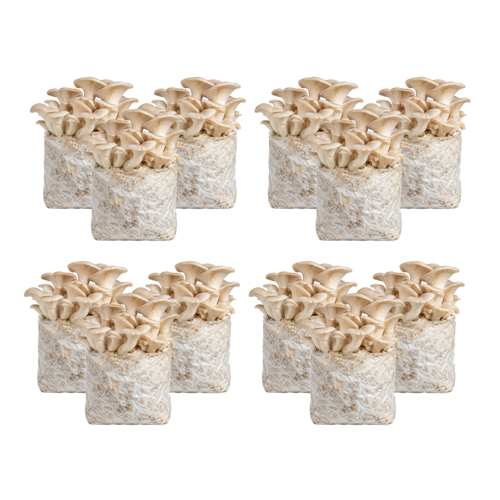 Elm Oyster Mushroom Fruiting Block Kit