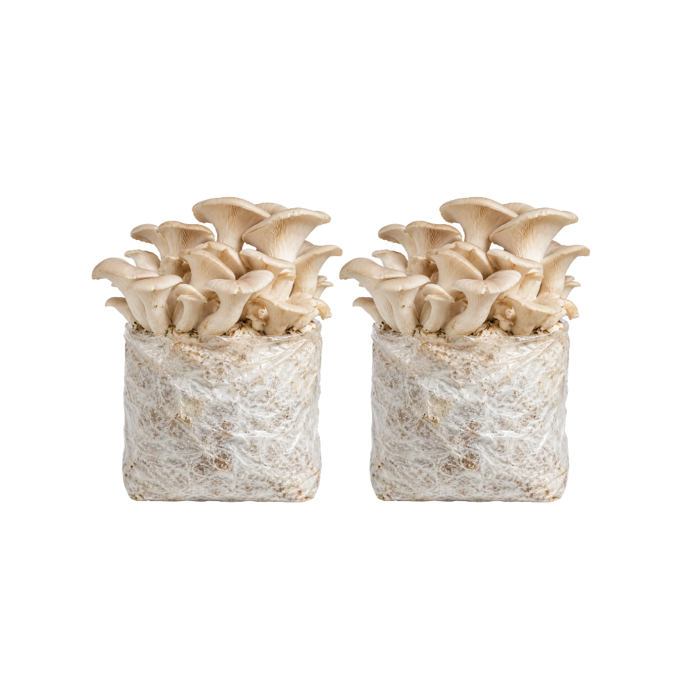 Elm Oyster Mushroom Fruiting Block Kit