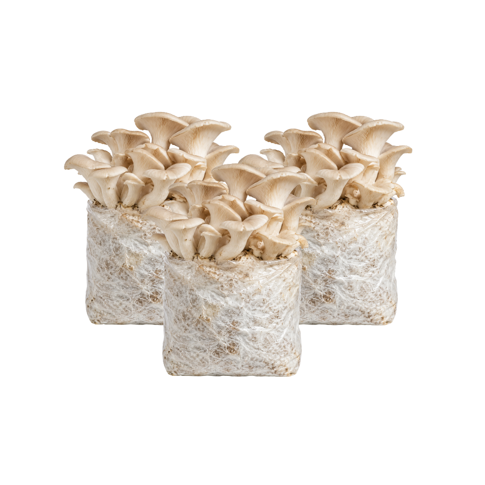 Elm Oyster Mushroom Fruiting Block Kit
