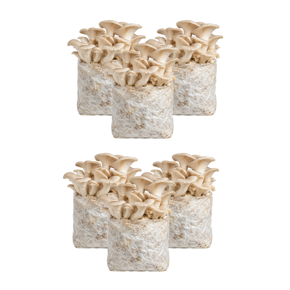 Elm Oyster Mushroom Fruiting Block Kit