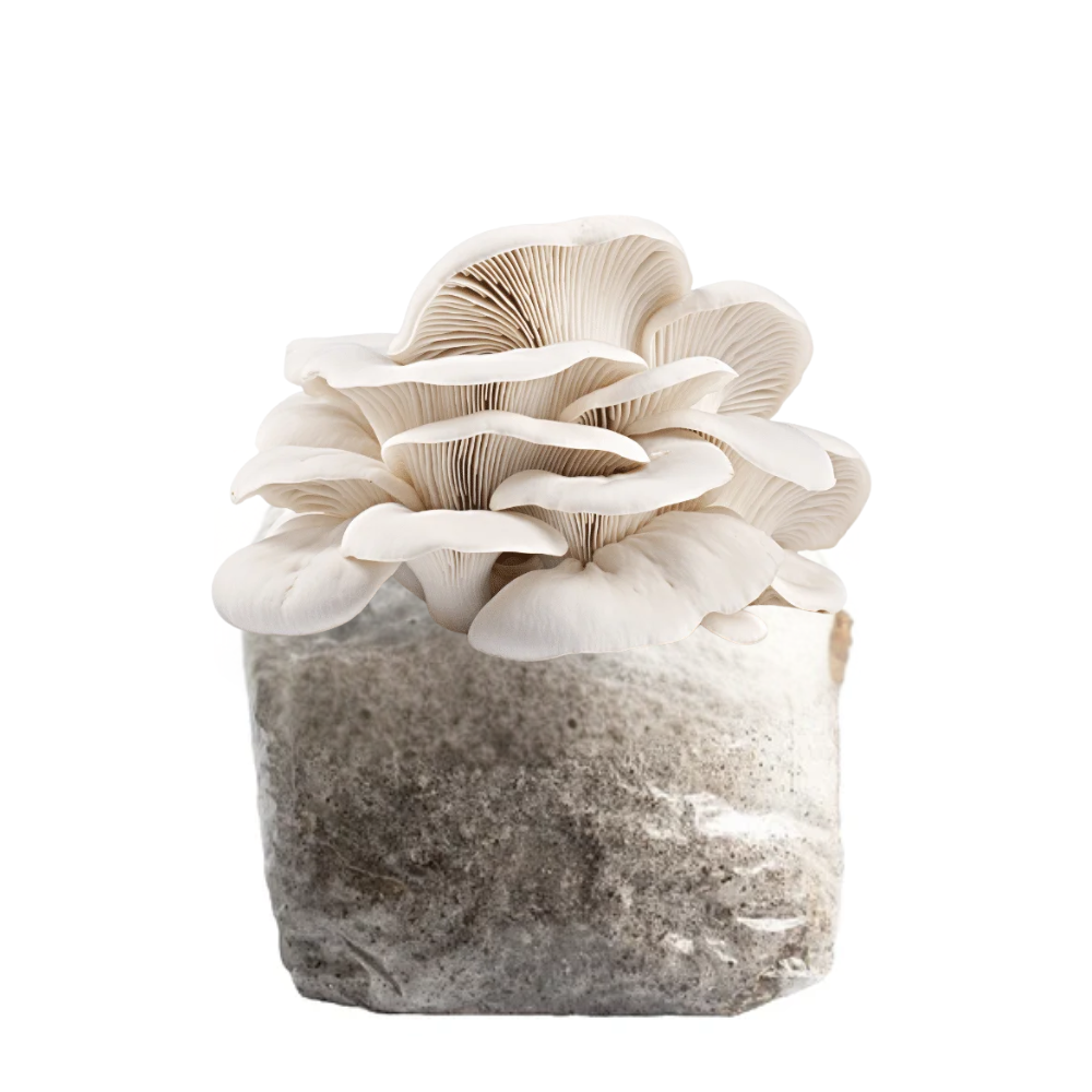Elm Oyster Mushroom Fruiting Block Kit
