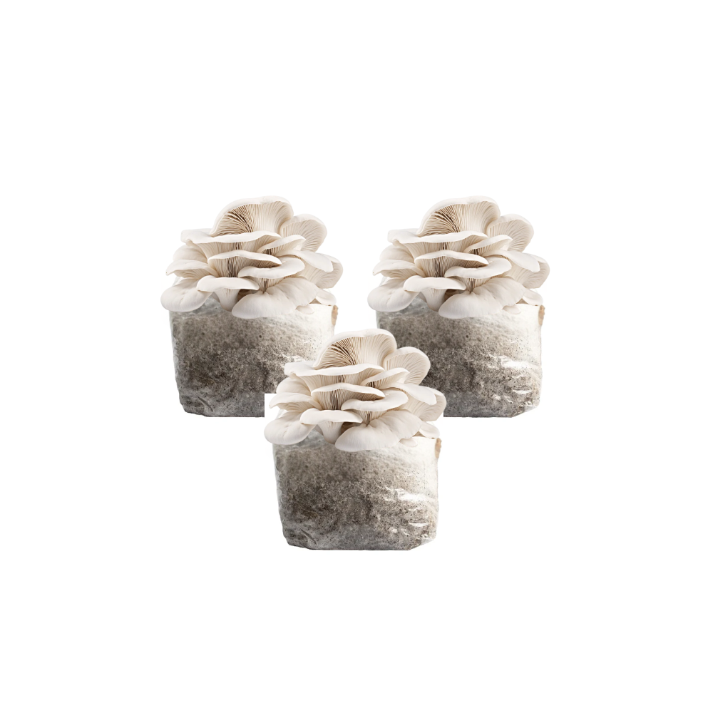 Elm Oyster Mushroom Fruiting Block Kit