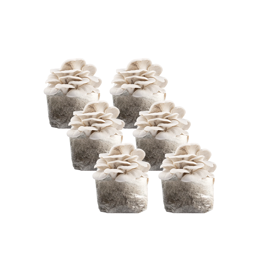 Elm Oyster Mushroom Fruiting Block Kit