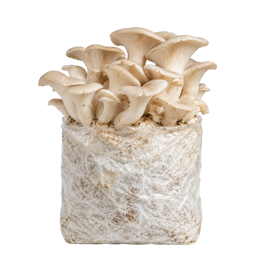 Elm Oyster Mushroom Fruiting Block Kit