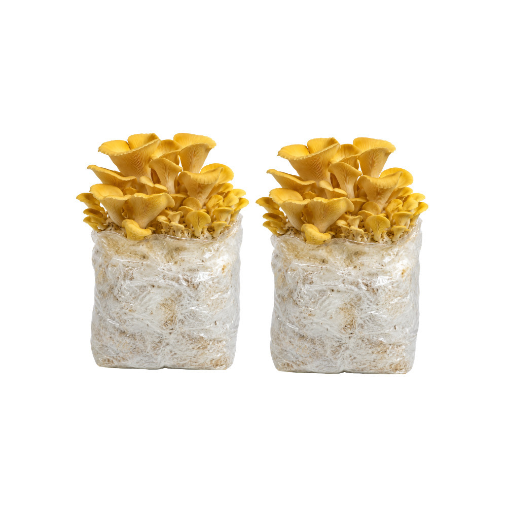 Golden Oyster Mushroom Fruiting Block Kit