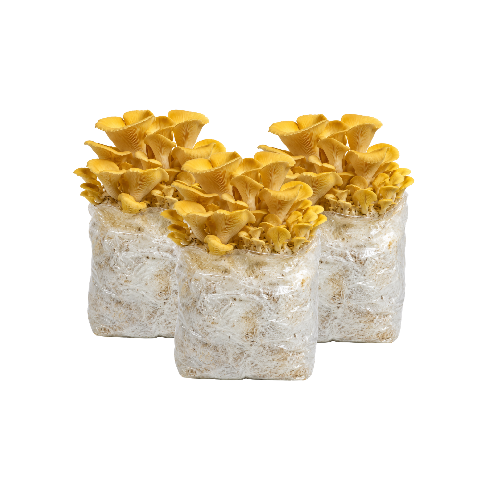 Golden Oyster Mushroom Fruiting Block Kit