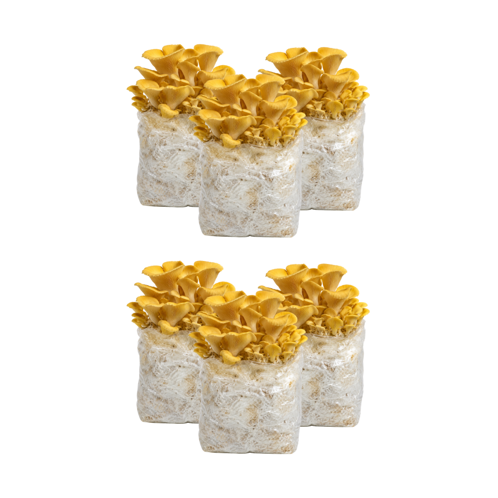 Golden Oyster Mushroom Fruiting Block Kit