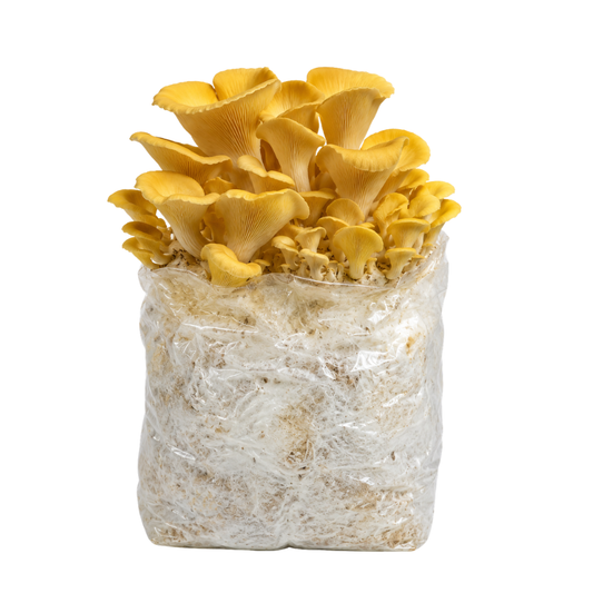 Golden Oyster Mushroom Fruiting Block Kit