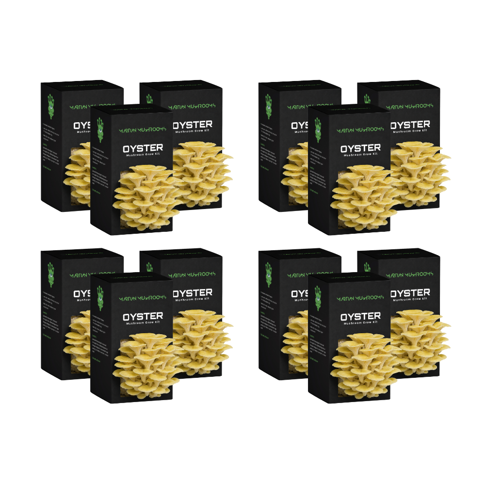 Golden Oyster Mushroom Grow Kit