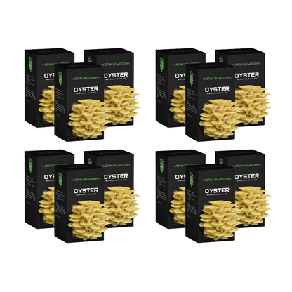 Golden Oyster Mushroom Grow Kit