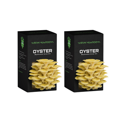 Golden Oyster Mushroom Grow Kit