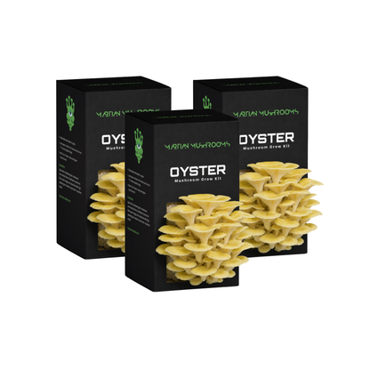 Golden Oyster Mushroom Grow Kit