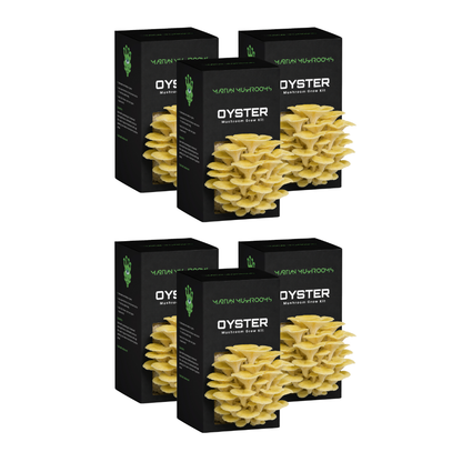 Golden Oyster Mushroom Grow Kit