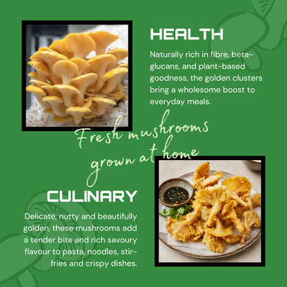 Golden Oyster Mushroom Grow Kit