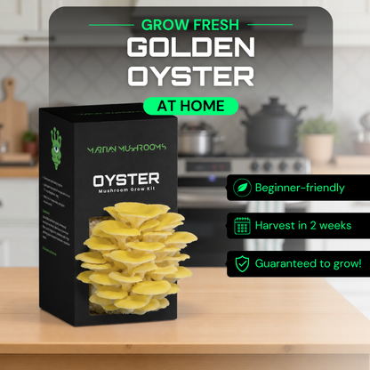 Golden Oyster Mushroom Grow Kit
