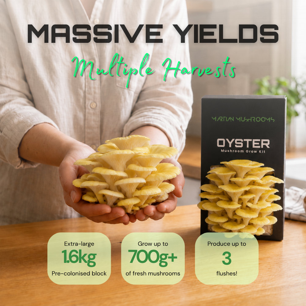 Golden Oyster Mushroom Grow Kit