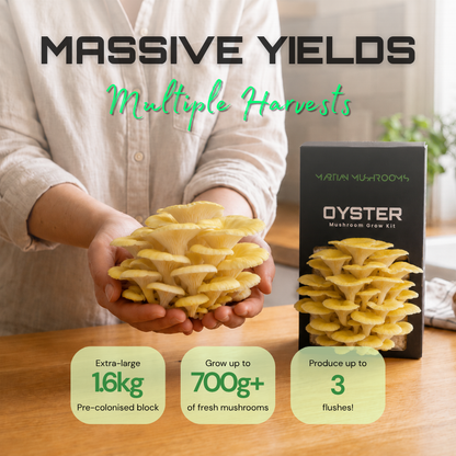 Golden Oyster Mushroom Grow Kit