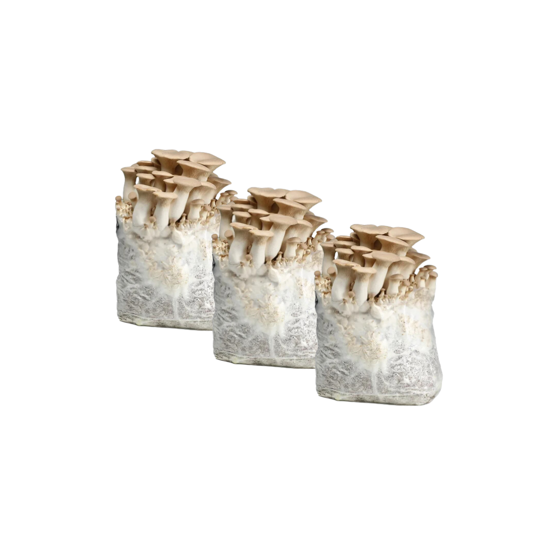 King Oyster Grow Kit