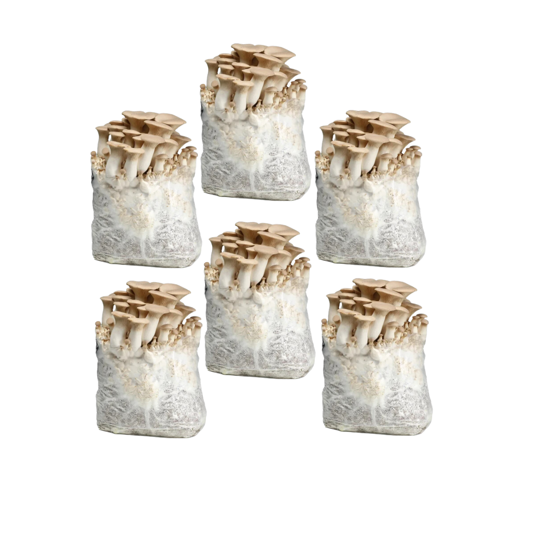 King Oyster Grow Kit